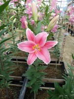 [4206 Marlon JWS No01.JPG]